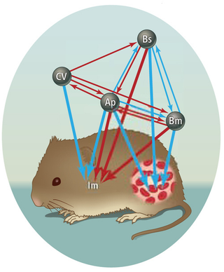 Illustration for article titled One good reason to welcome parasitic infections